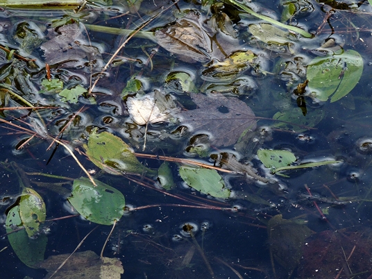 {Potamogeton pulcher}